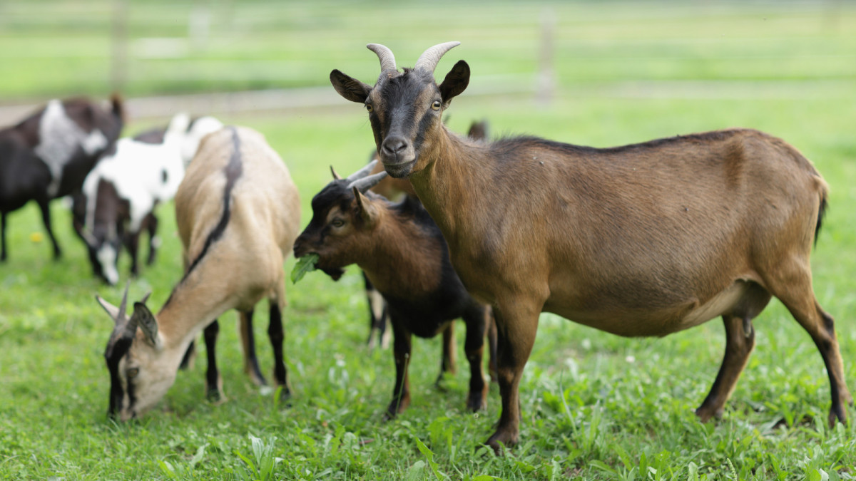 Agro: Afstandsnorm geitenhouderij aangekondigd