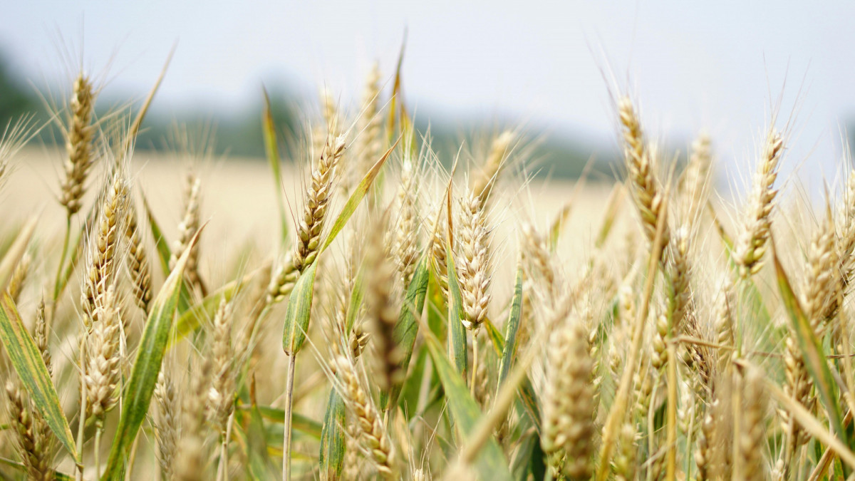 Agro: Definitieve wijzigingen in GLB-voorwaarden vanaf 2025