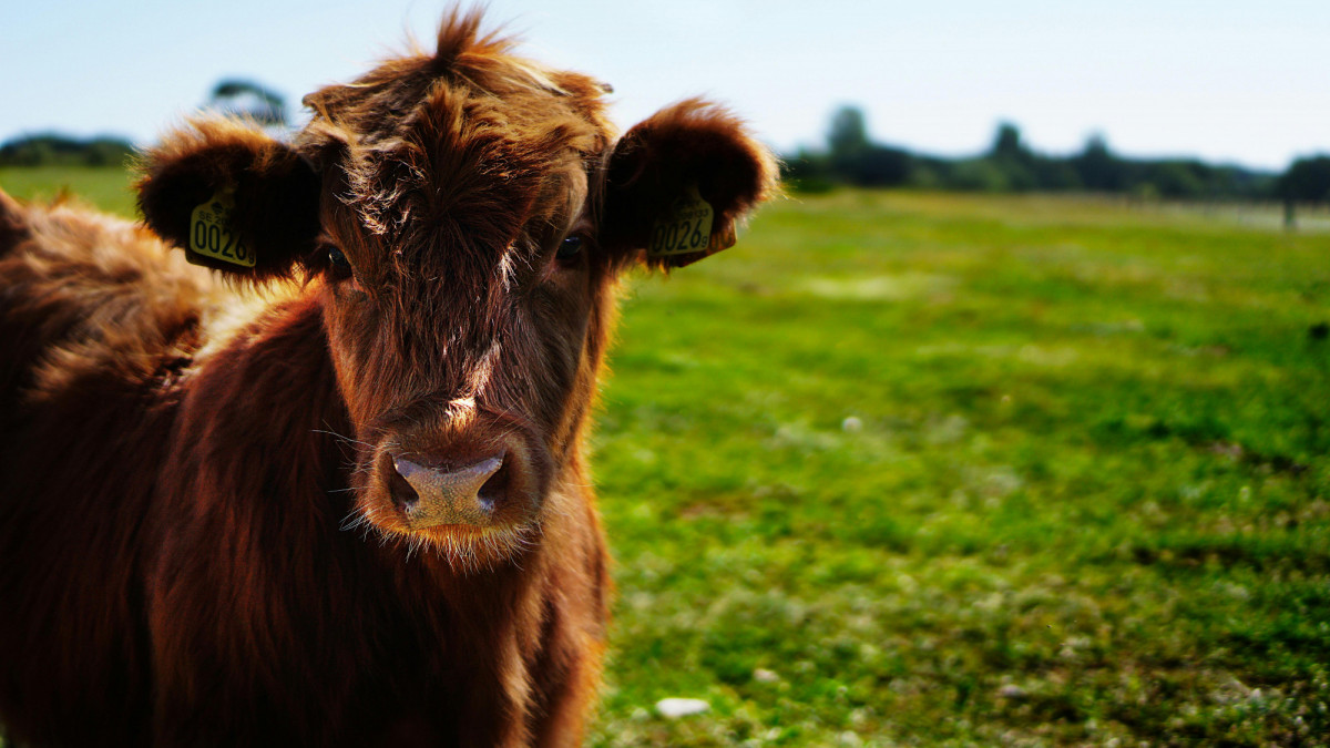 Agro: Derogatie aanvragen vóór 28 februari: belangrijke voorwaarden