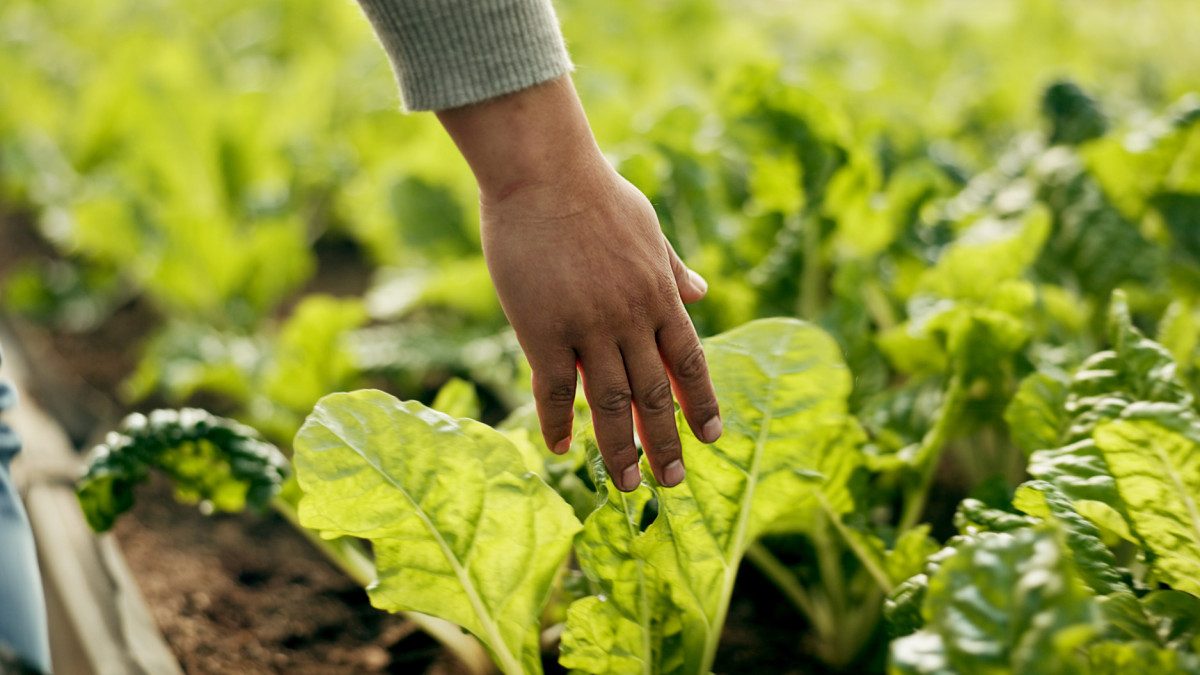 Agro: Ecoregeling 2027: opzet punten en waarde
