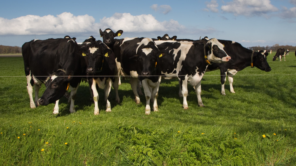 Agro: Eerste uitwerking ‘van het stikstofslot af’