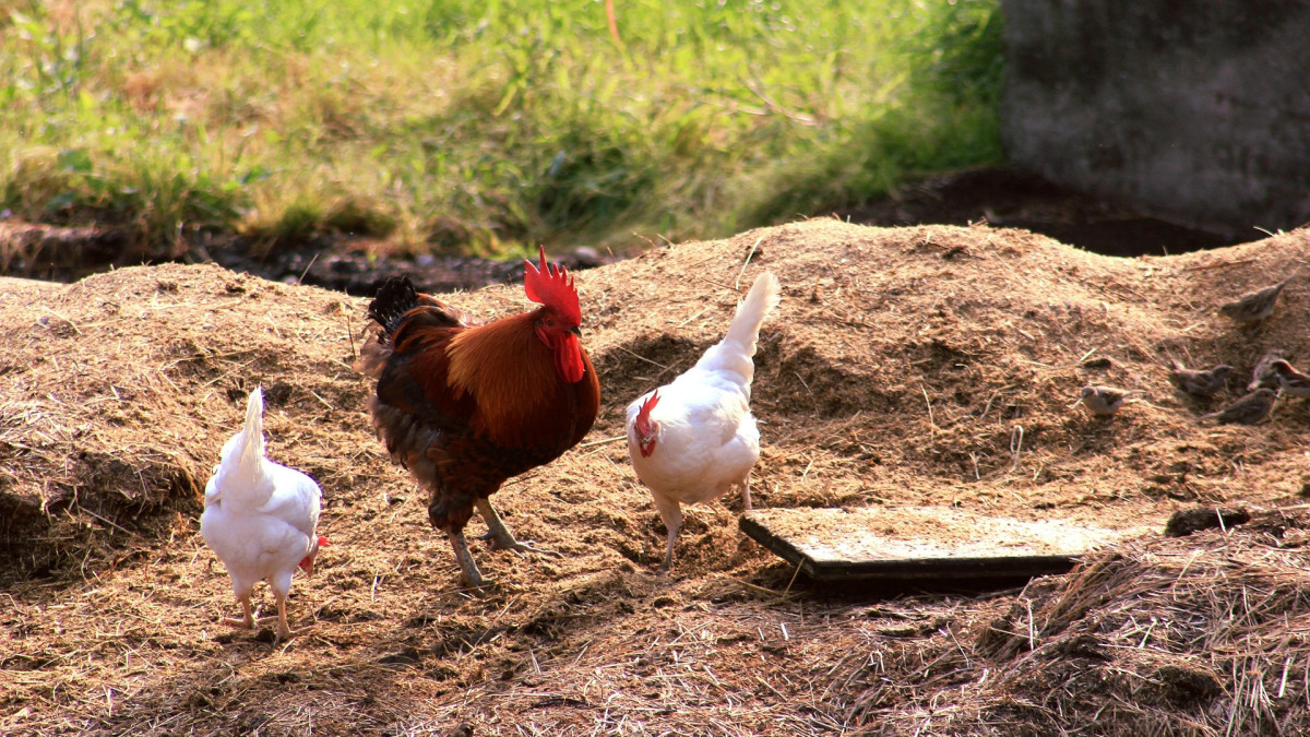 Agro: Nieuwe opkoopregeling veehouderij
