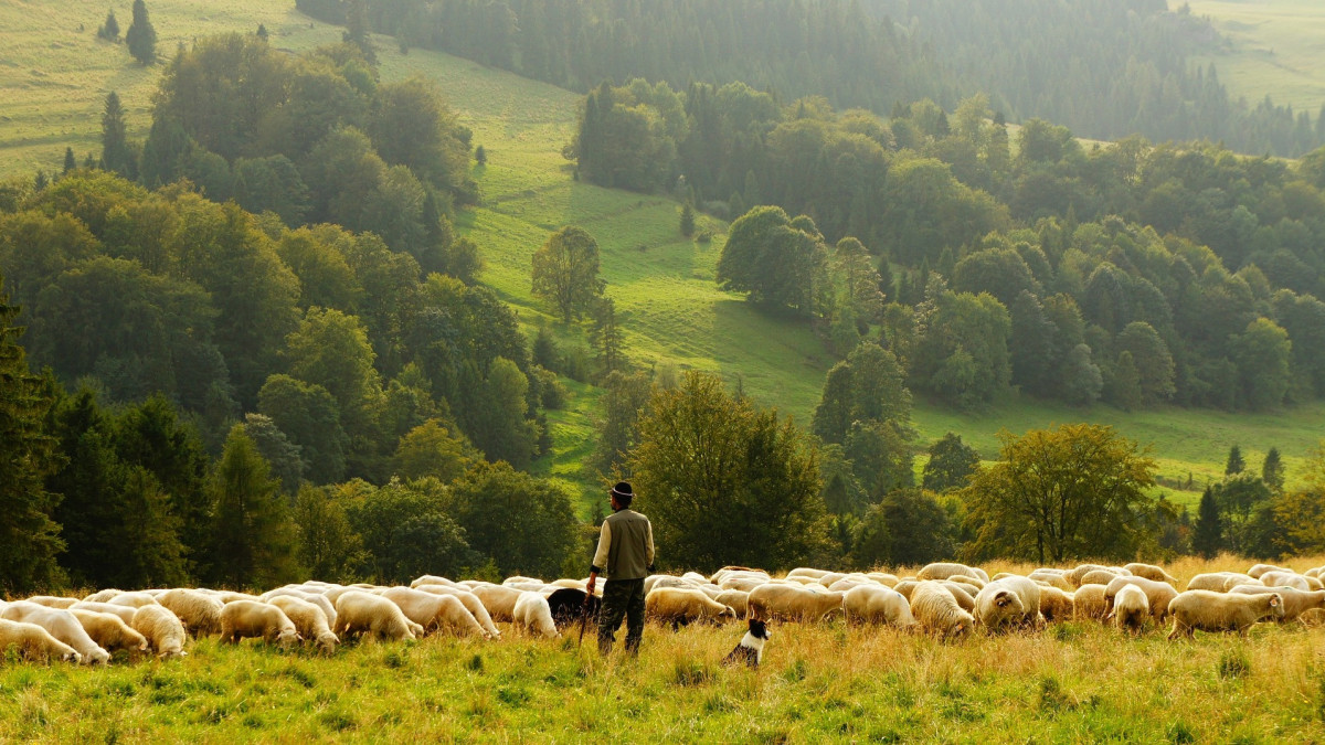 Agro: Nieuwe stoppersregeling veehouderij