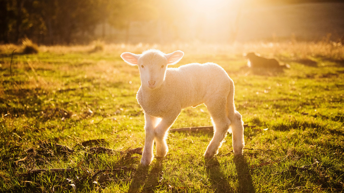Agro: Ondersteuning schapensector