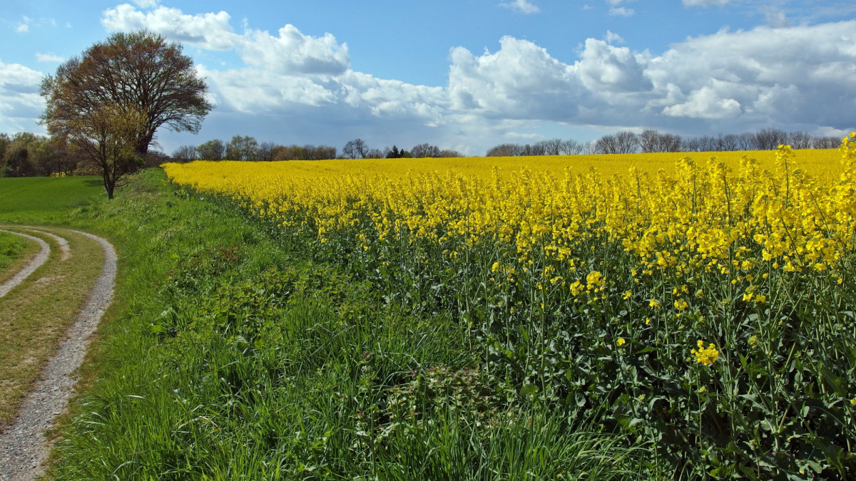 Agro: Opzet ‘Aanpak stikstofproblematiek’