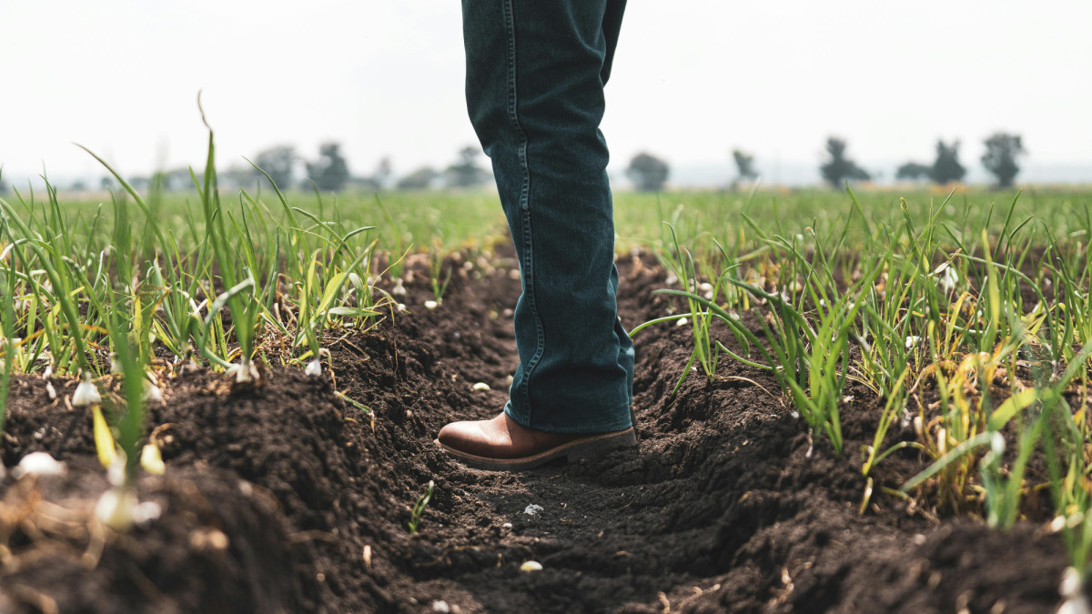Agro: Schatting hoogte basis- en ecopremie 2025