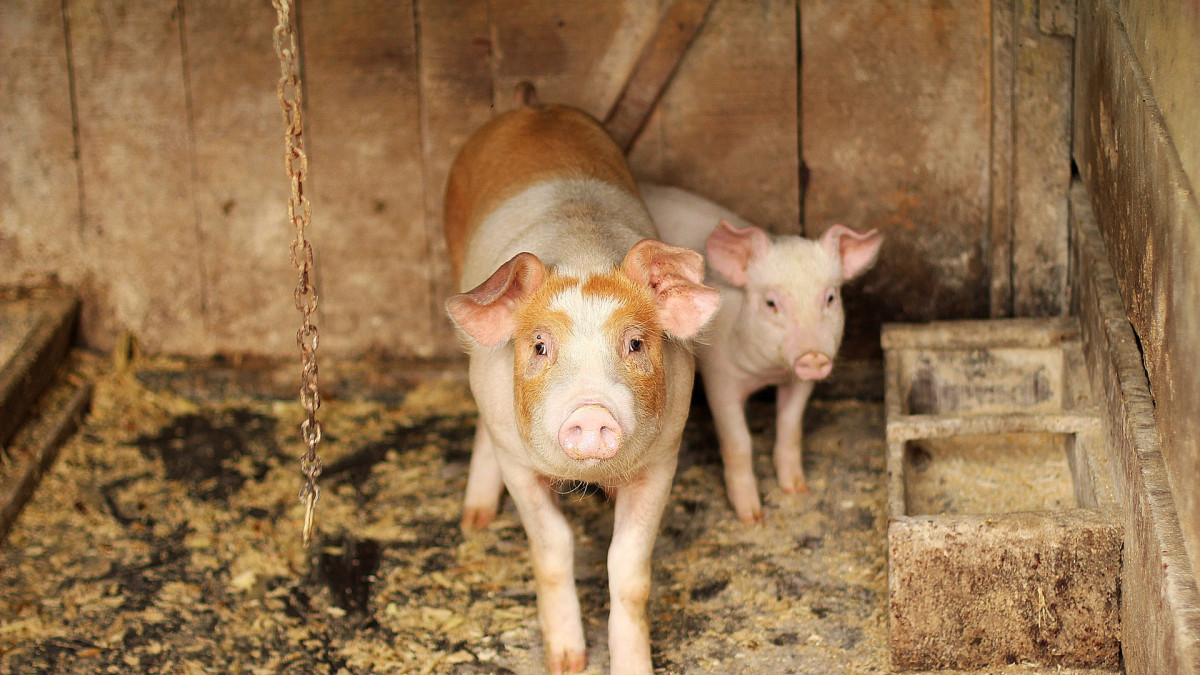 Agro: Voorstel afschaffen afroming dierrechten