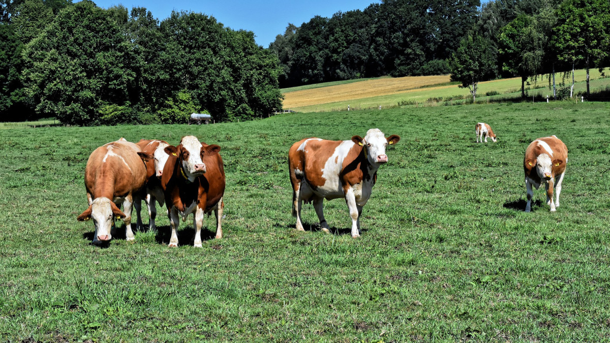 Agro: Voorstel subsidie extensivering melkveebedrijf