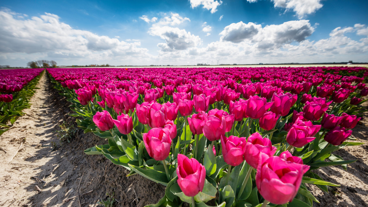 Agro: Sierteeltsector verzet zich tegen verhoging btw-tarief